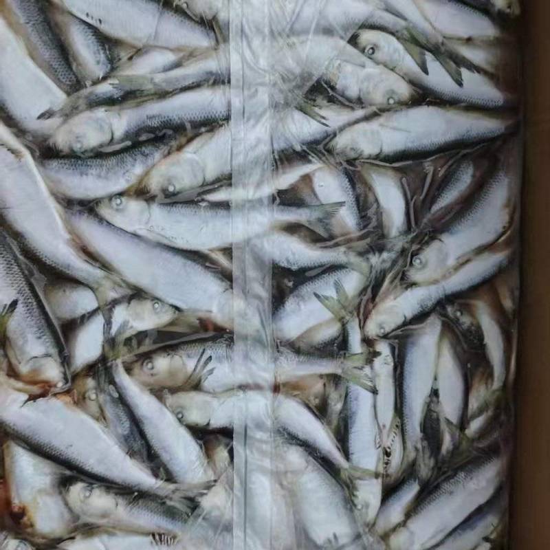 宠物食品小鲱鱼5吨左右