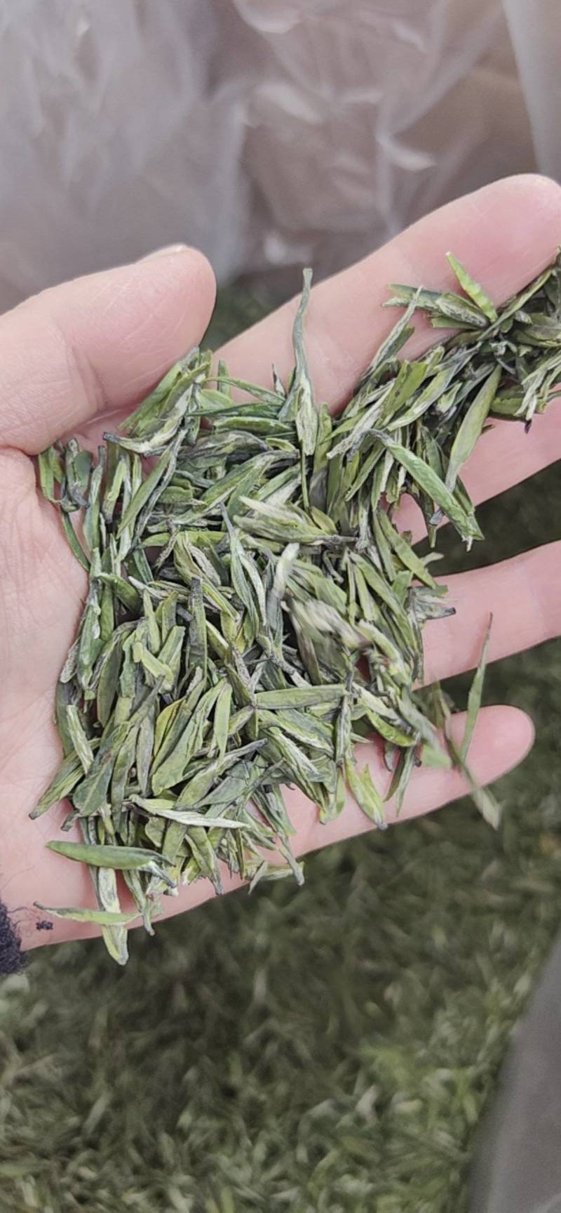 明前雨花茶、云雾茶