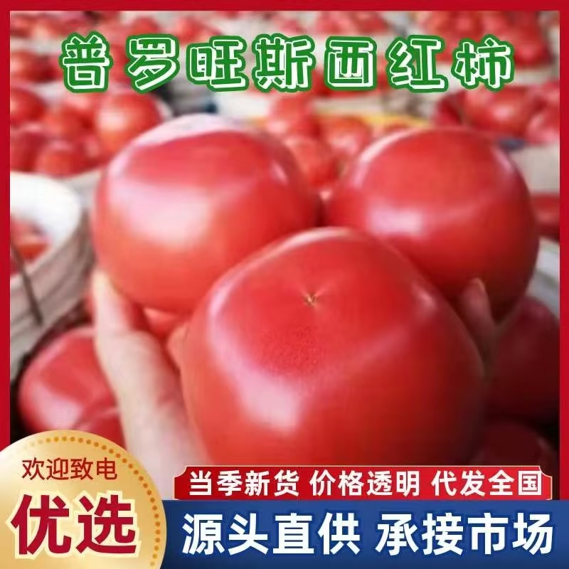 【实力】普罗旺斯西红柿产地直发自产自销量大从优