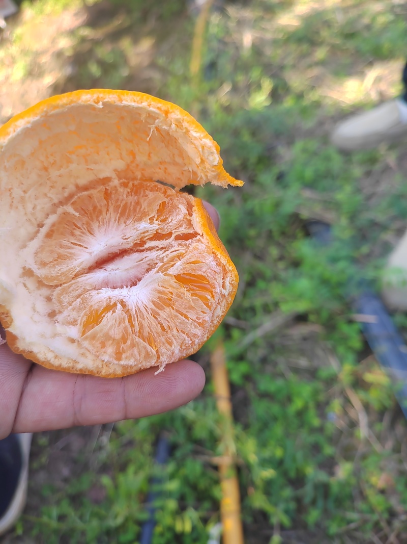 耙耙柑