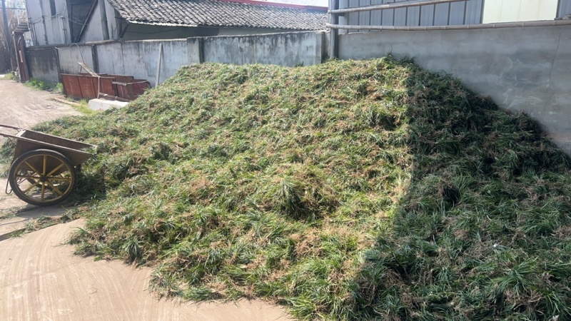 优质绵阳麦冬苗，可种可绿化