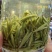 明前131雨花、云雾茶