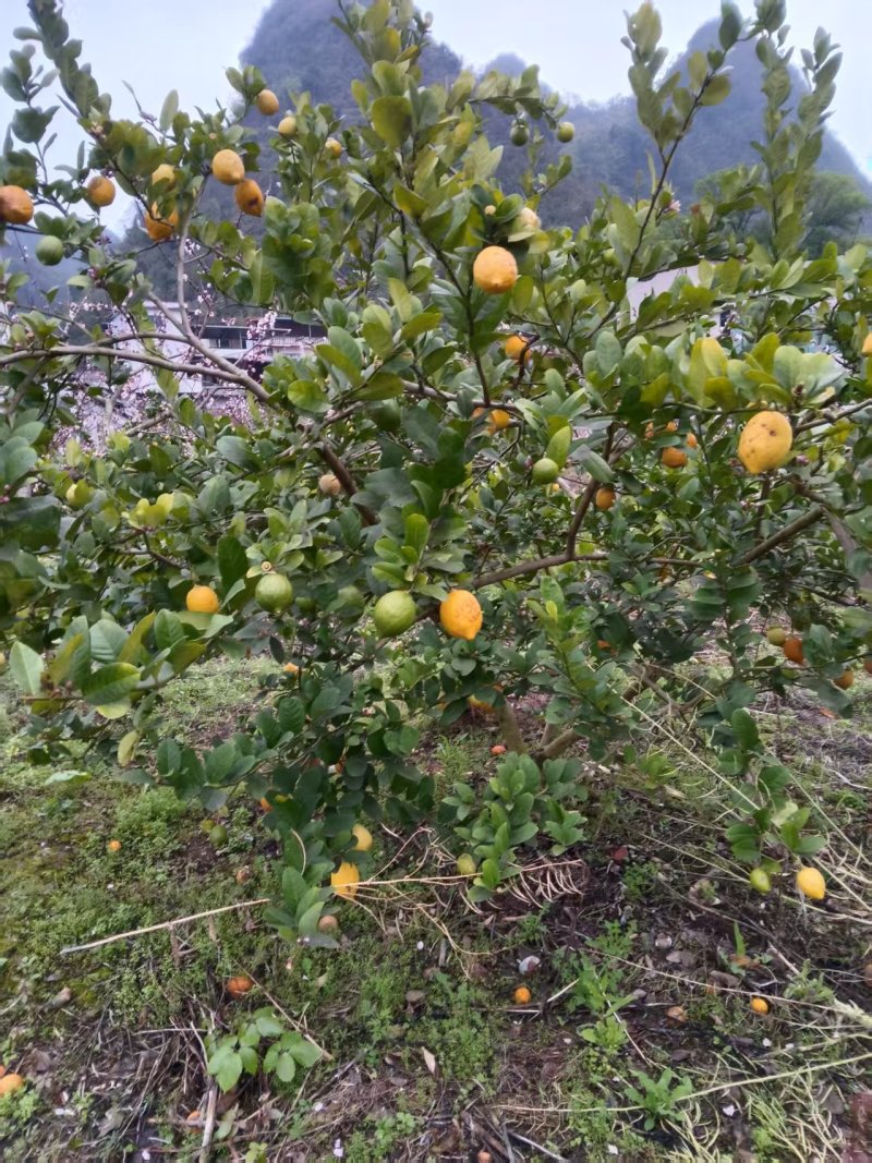 现货黄果+青果8千斤广东香水柠檬产地广西灵川潮田乡毛村