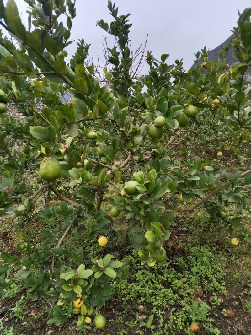 现货黄果+青果8千斤广东香水柠檬产地广西灵川潮田乡毛村