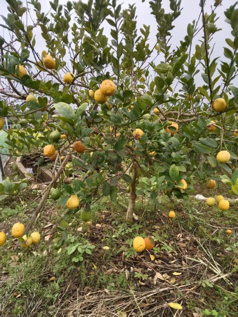 现货黄果+青果8千斤广东香水柠檬产地广西灵川潮田乡毛村