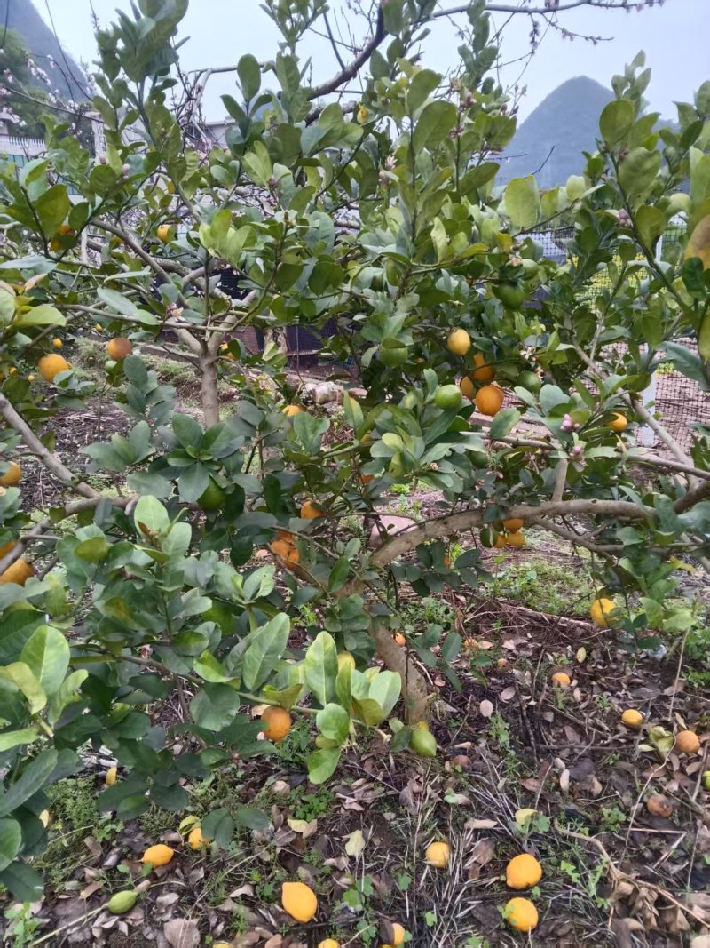 现货黄果+青果8千斤广东香水柠檬产地广西灵川潮田乡毛村