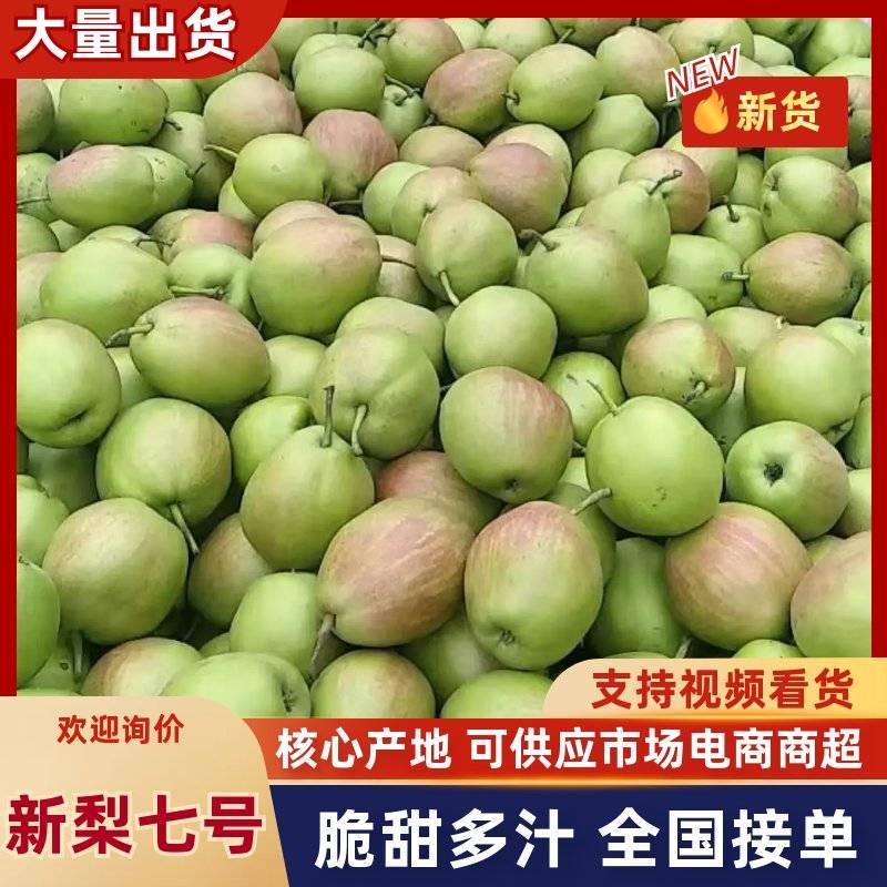 新梨七号，供应电商，皮薄肉细，无渣，欢迎来电话