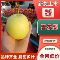 雪花梨，脆甜多汁，耐储存脆甜多汁欢迎采购