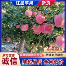 红星苹果，纸袋红星，颜色好，果面鲜艳欢迎采购