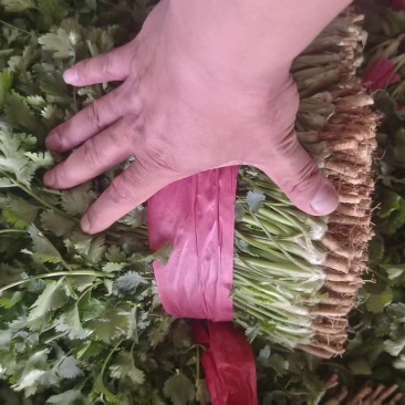 香菜