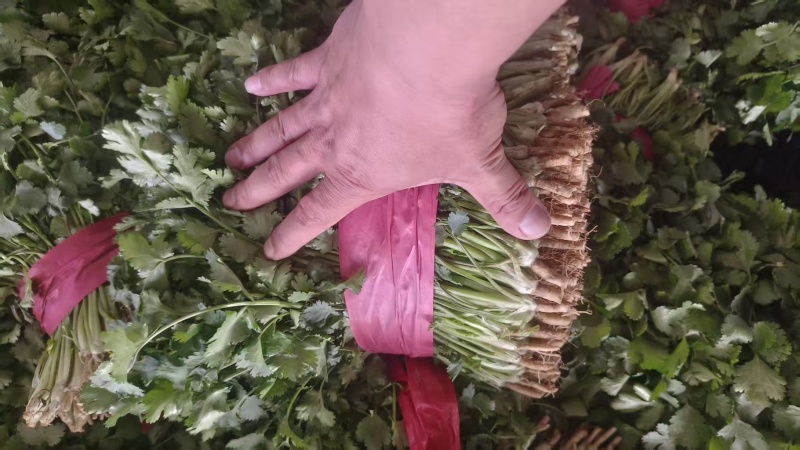 香菜