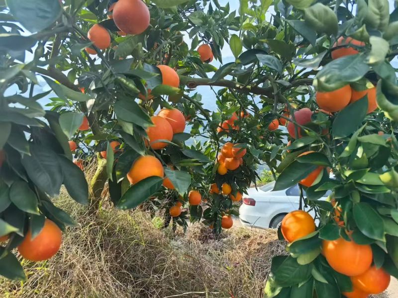 重庆沃柑味甜好剥产地直发量大质优可视频看货欢迎咨询