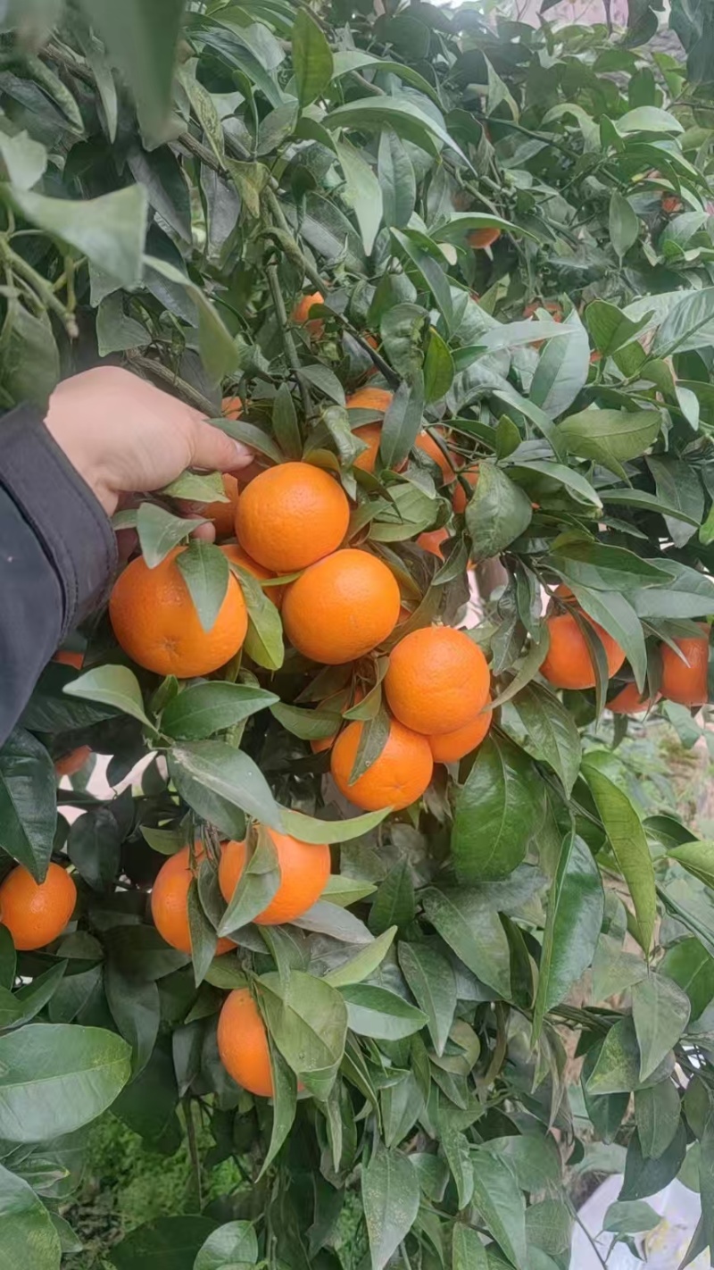 重庆沃柑味甜好剥产地直发量大质优可视频看货欢迎咨询