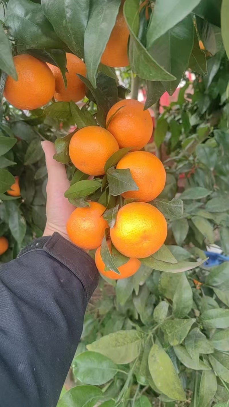 重庆沃柑味甜好剥产地直发量大质优可视频看货欢迎咨询
