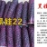 黑玉米种子黑娃22玉米非转基因鲜食高产黑甜糯玉米种子