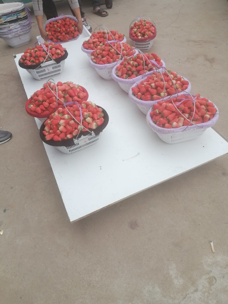 江苏宁玉草莓新鲜上市价格美丽对接全国量大从优欢迎询价热卖