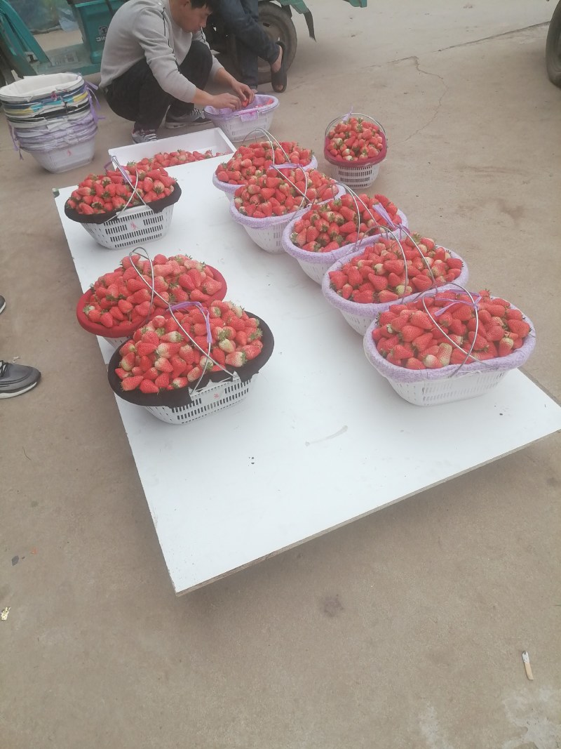 江苏宁玉草莓新鲜上市价格美丽对接全国量大从优欢迎询价热卖