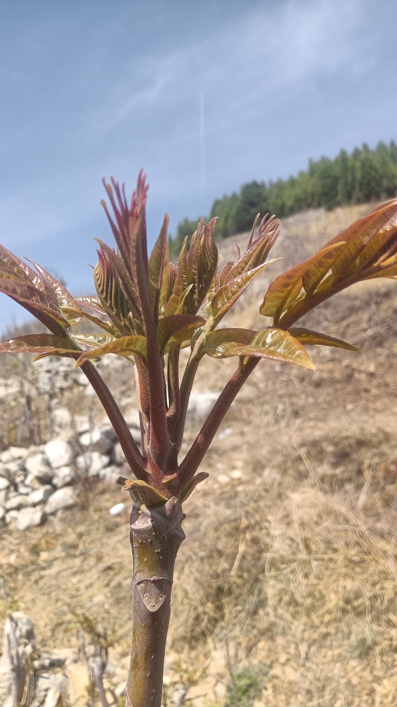 山东省新泰市红油香椿芽上市了，欢迎新老客户前来订购