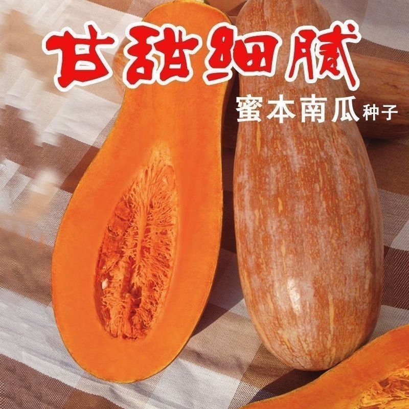 蜜本南瓜种子新达蜜本南瓜种籽大果高产精选蜜本南瓜种子