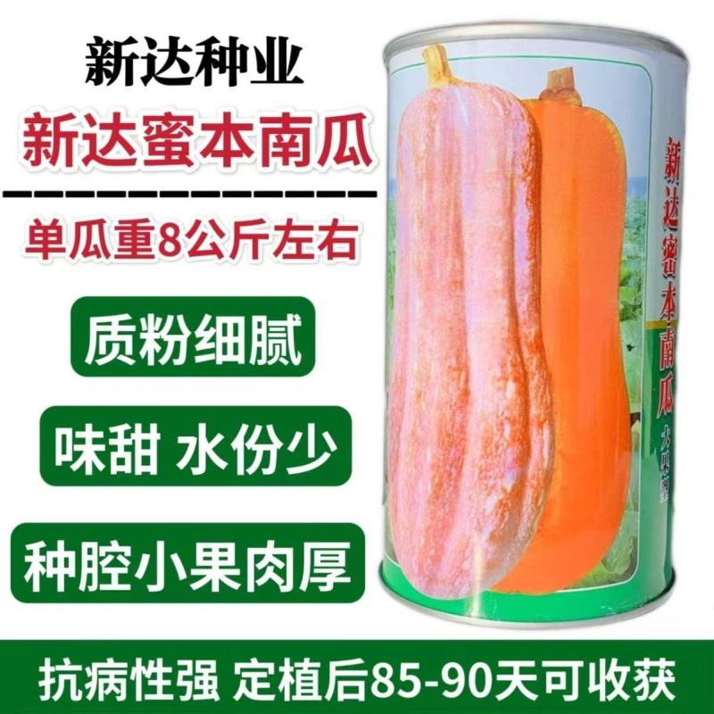 蜜本南瓜种子新达蜜本南瓜种籽大果高产精选蜜本南瓜种子