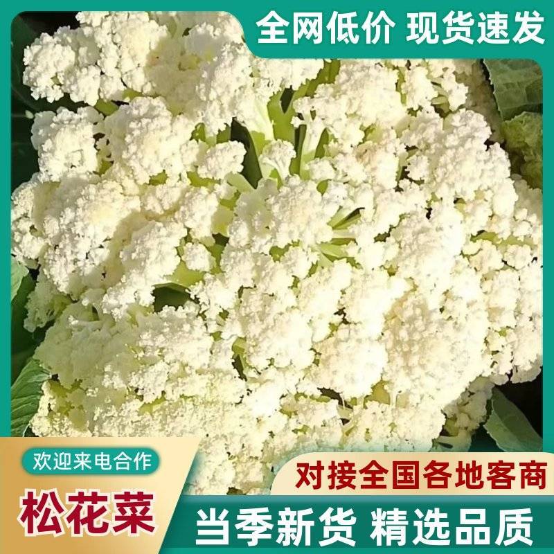 山东松花菜新鲜脆嫩散花菜基地直供批发品质上乘