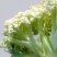 山东松花菜新鲜脆嫩散花菜基地直供批发品质上乘