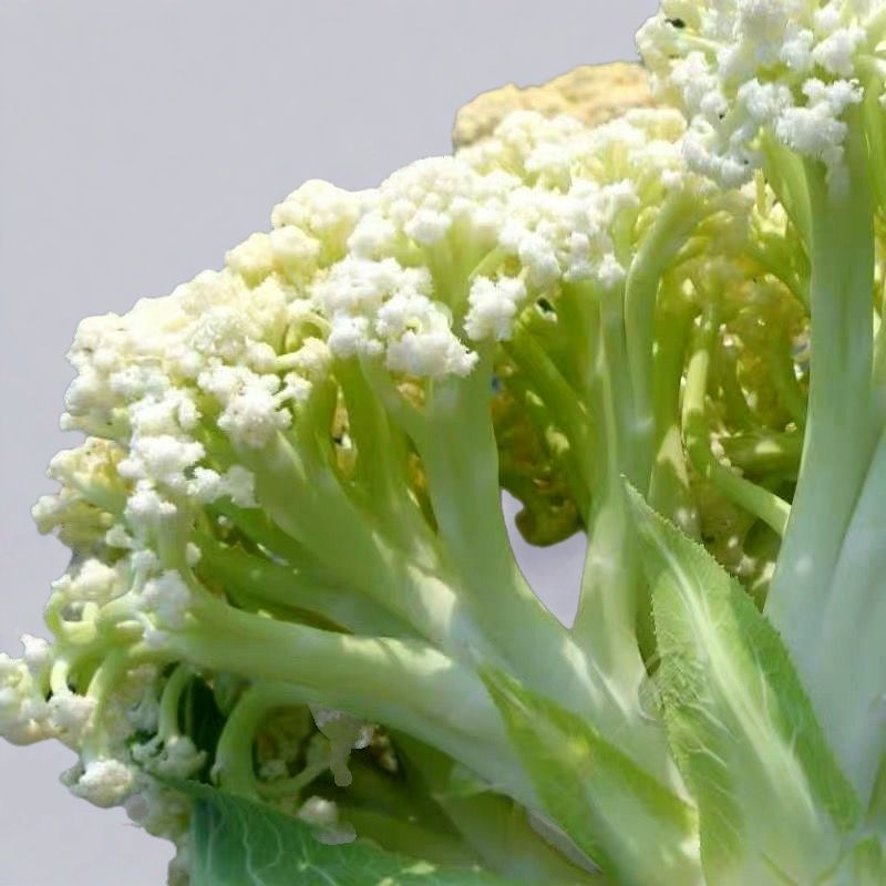 山东松花菜新鲜脆嫩散花菜基地直供批发品质上乘
