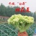 山东松花菜新鲜脆嫩散花菜基地直供批发品质上乘