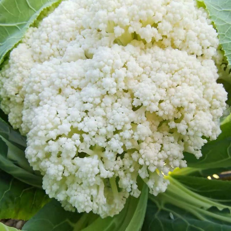 山东松花菜新鲜脆嫩散花菜基地直供批发品质上乘