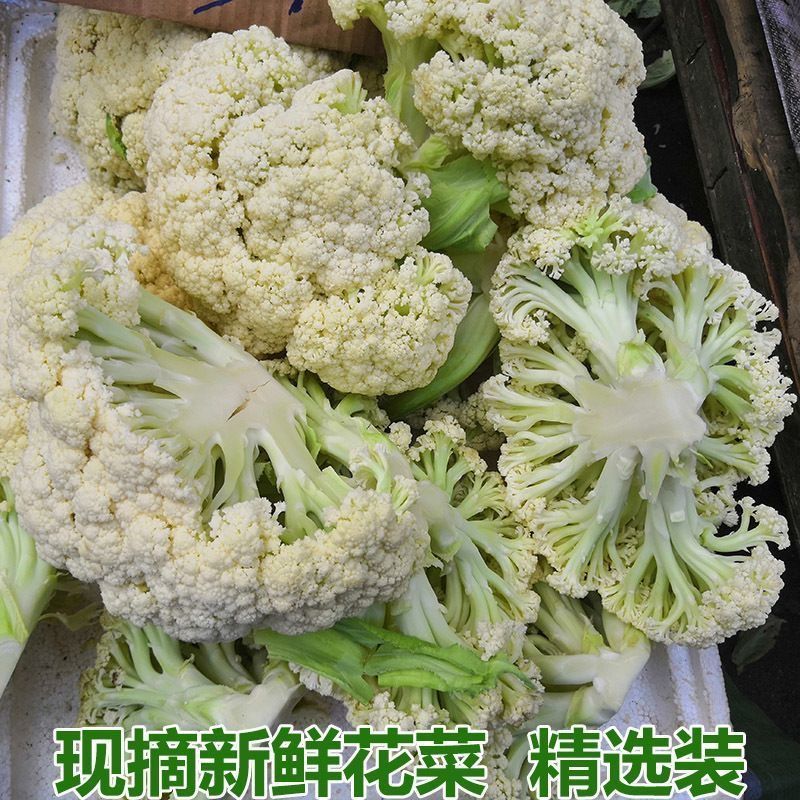 山东松花菜新鲜脆嫩散花菜基地直供批发品质上乘