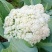 山东松花菜新鲜脆嫩散花菜基地直供批发品质上乘