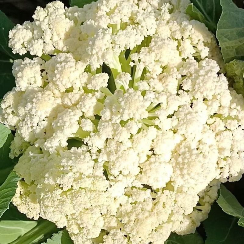 山东松花菜新鲜脆嫩散花菜基地直供批发品质上乘