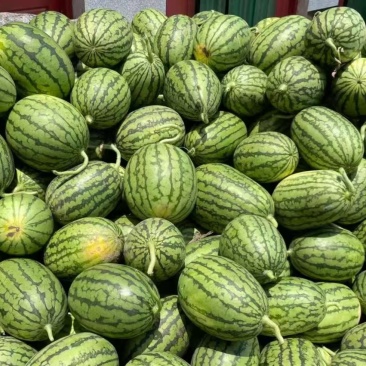 精品小糖丸西瓜早春红玉全美2K保质保量全国发货