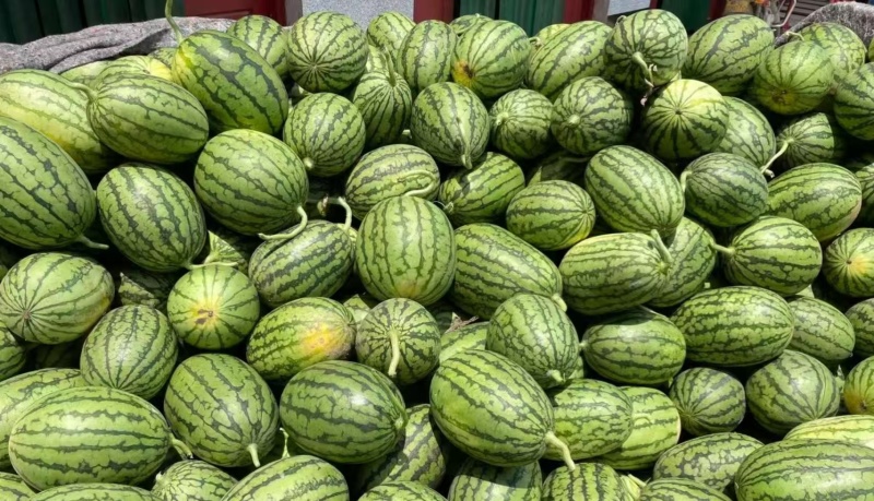 精品小糖丸西瓜早春红玉全美2K保质保量全国发货