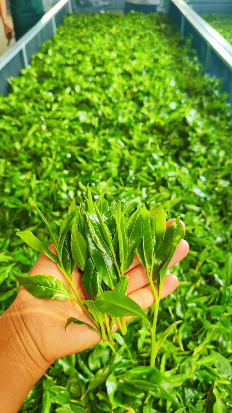 野生红茶