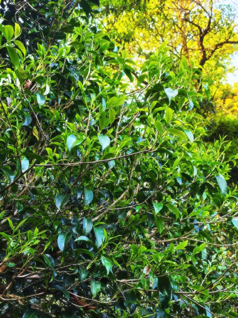 野生红茶