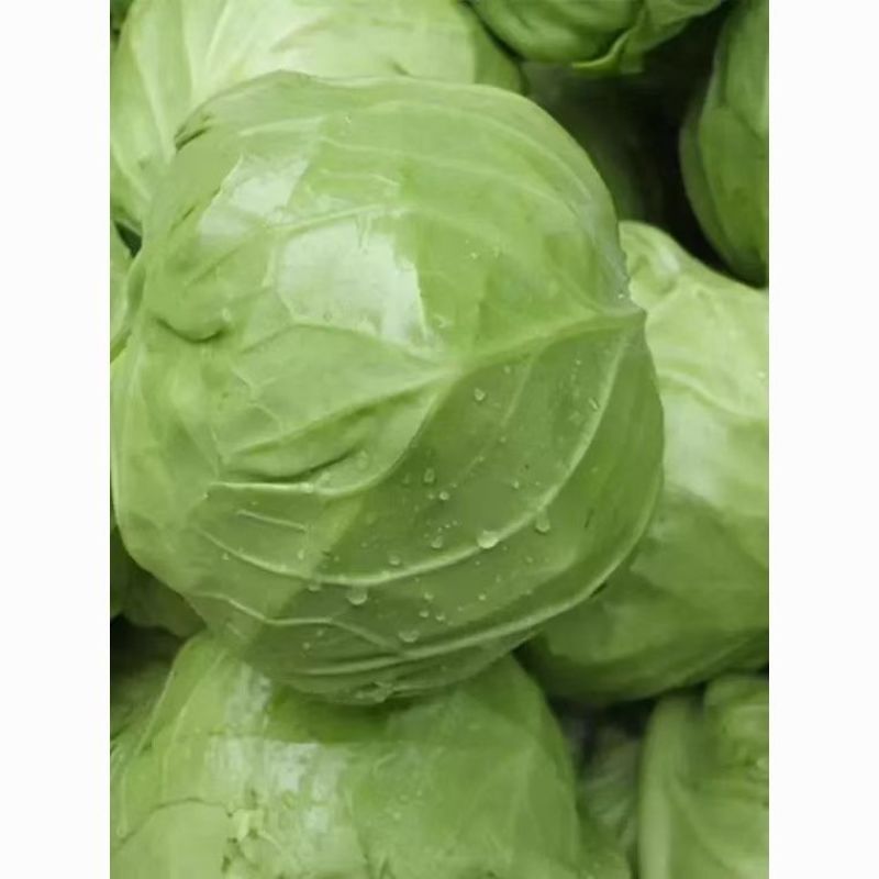 山东精品甘蓝大棚露天软甘新鲜现采产地直供蔬菜批发货源充足