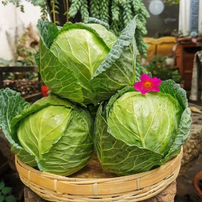 山东精品甘蓝大棚露天软甘新鲜现采产地直供蔬菜批发货源充足