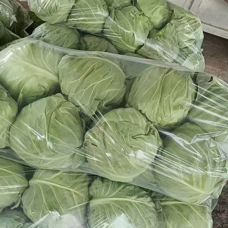 山东精品甘蓝大棚露天软甘新鲜现采产地直供蔬菜批发货源充足