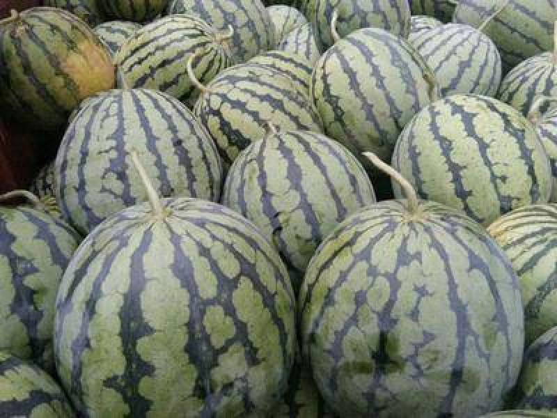 嘉年华5号，无籽西瓜，魏集西瓜，欢迎各地客商前来考察