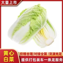 山东黄心白菜紧实饱满新鲜蔬菜批发全国发货量大价优稳定