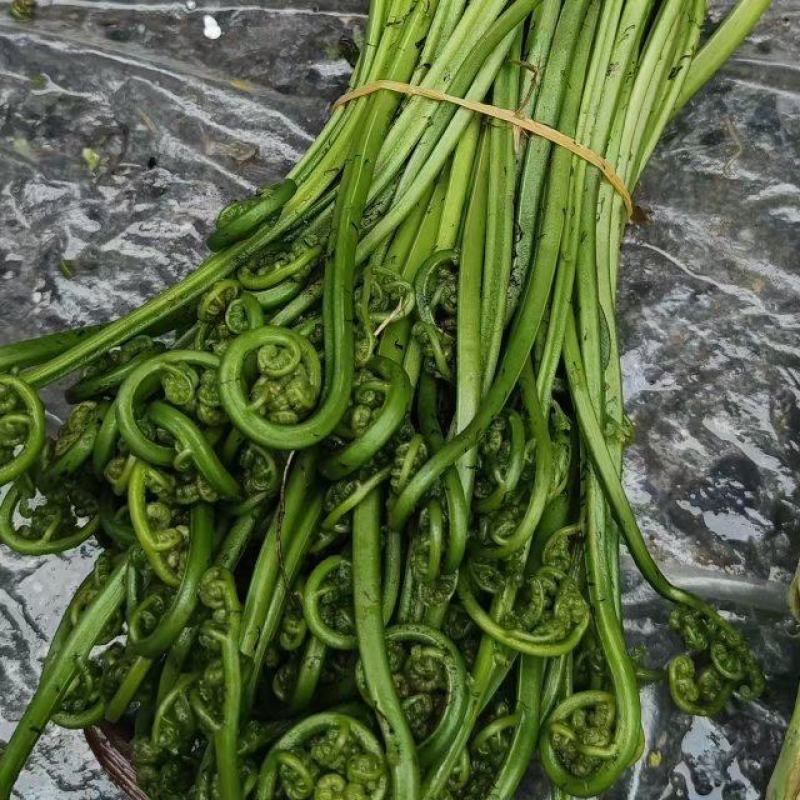水蕨菜野生蕨菜基地直供，量大从优，一件代发，欢迎来电洽谈