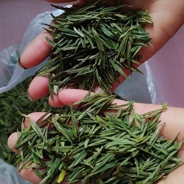 安吉白茶鲜叶