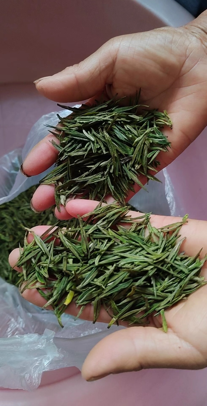 安吉白茶鲜叶