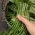 水蕨菜野生蕨菜基地直供，量大从优，一件代发，欢迎来电洽谈