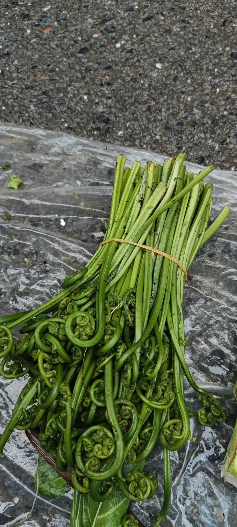 水蕨菜野生蕨菜基地直供，量大从优，一件代发，欢迎来电洽谈