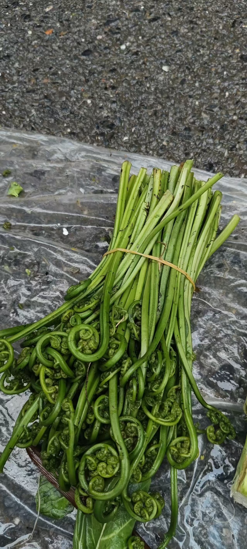 水蕨菜野生蕨菜基地直供，量大从优，一件代发，欢迎来电洽谈