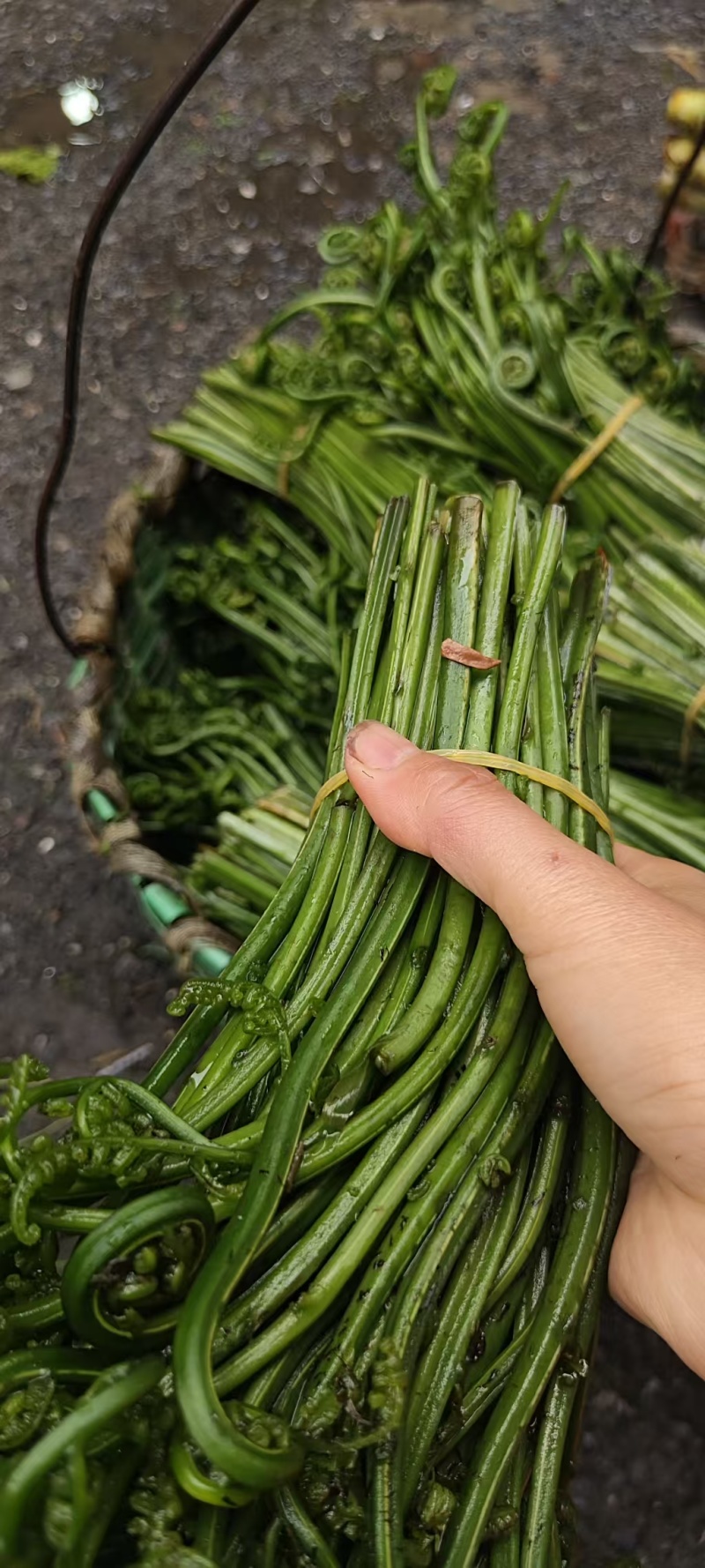 水蕨菜野生蕨菜基地直供，量大从优，一件代发，欢迎来电洽谈