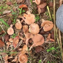 野生松菇品质保证，量大从优，价格可谈欢迎电联，视频看货