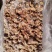 老种鸡净胗30吨